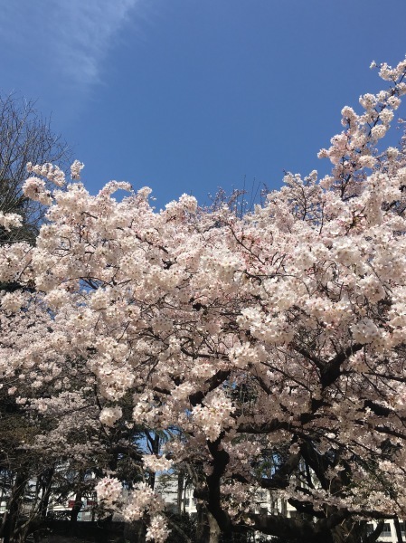 新宿御苑のお花見と身内だけのお茶会 の話 菜花庵 Nanohana An