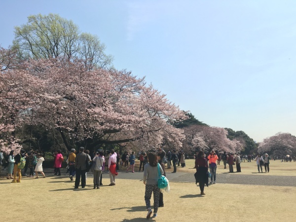 新宿御苑のお花見と身内だけのお茶会 の話 菜花庵 Nanohana An