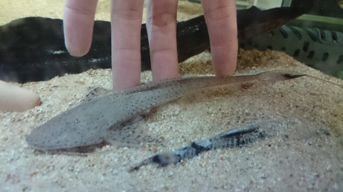ペルー便のお魚_b0141806_23362438.jpg