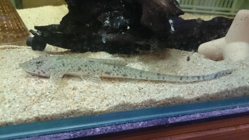 ペルー便のお魚_b0141806_23364746.jpg
