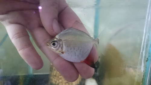 ペルー便のお魚_b0141806_23375328.jpg