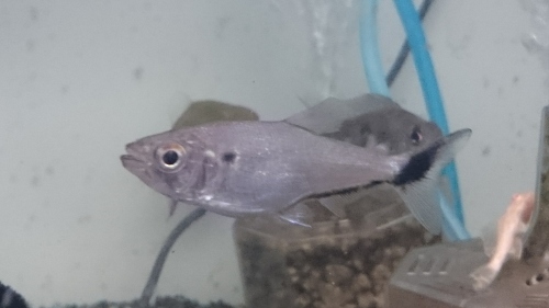 ペルー便のお魚_b0141806_23382714.jpg