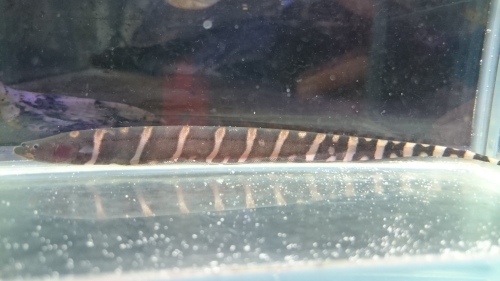 ペルー便のお魚_b0141806_23391387.jpg