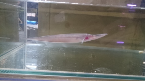 ペルー便のお魚_b0141806_23403920.jpg