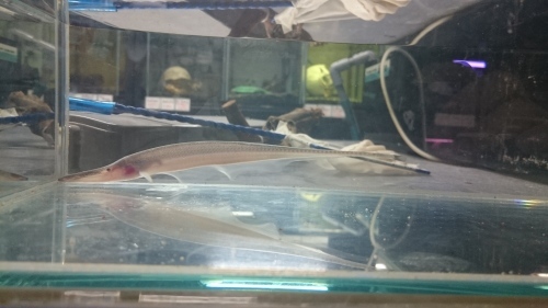 ペルー便のお魚_b0141806_23432158.jpg
