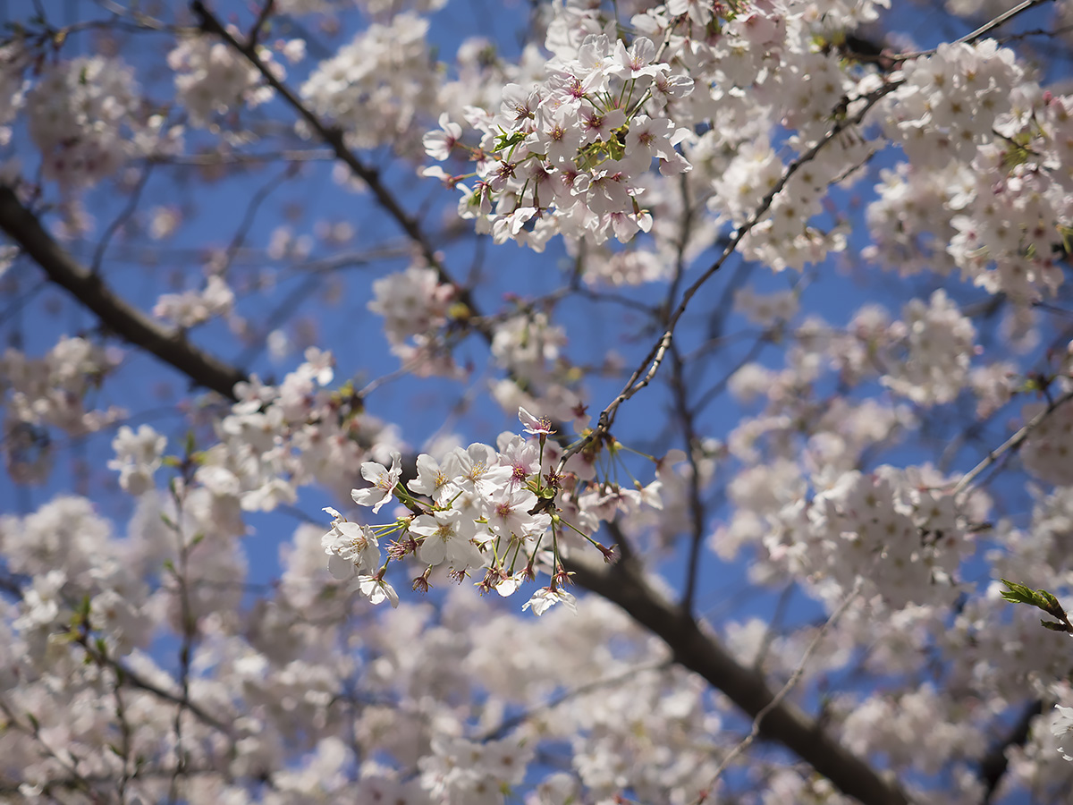 噂の・・・　　3月31日（木）　5500_b0069507_5285781.jpg