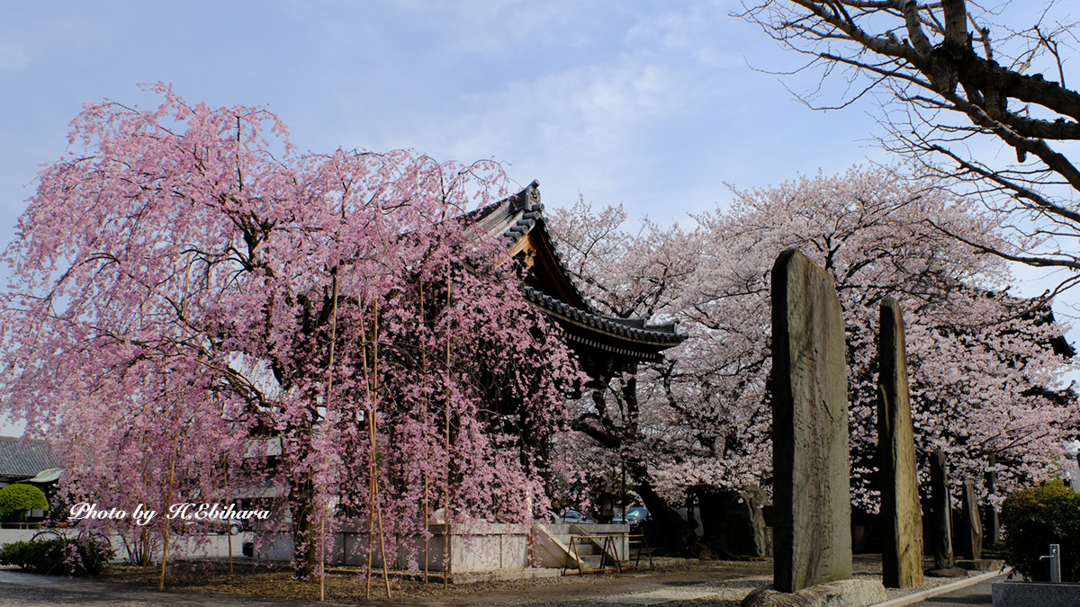 今年も会えた好きな桜_e0070307_09422816.jpg