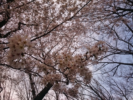 東京の桜2016_b0042308_14185911.jpg