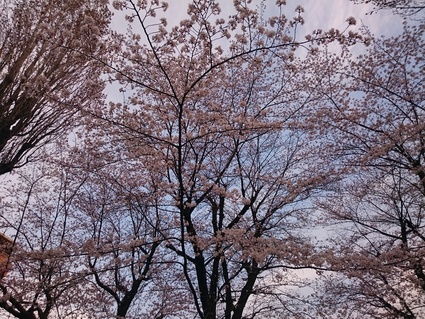 東京の桜2016_b0042308_1419223.jpg