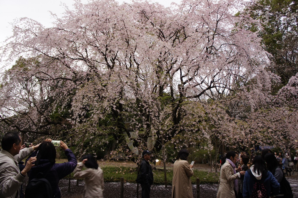 夜桜めぐり_b0112909_22195424.jpg