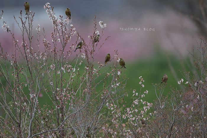 お花畑の野鳥たち_d0053309_11532081.jpg