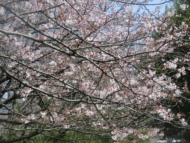 今週末は一気に見頃に? 沼川・滝川の一人「お花見ウォーク」_f0141310_8123117.jpg
