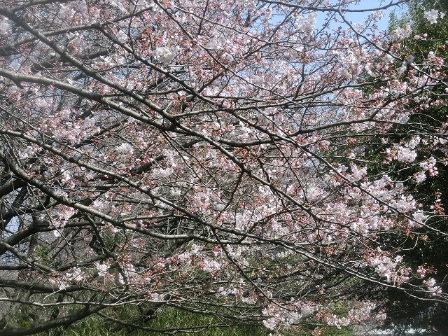 今週末は一気に見頃に？　沼川・滝川の一人「お花見ウォーク」_f0141310_8123117.jpg