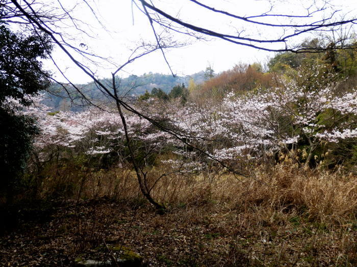 金ヶ燈篭山(531.9m)・城山(592.8m)_f0219710_11093669.jpg