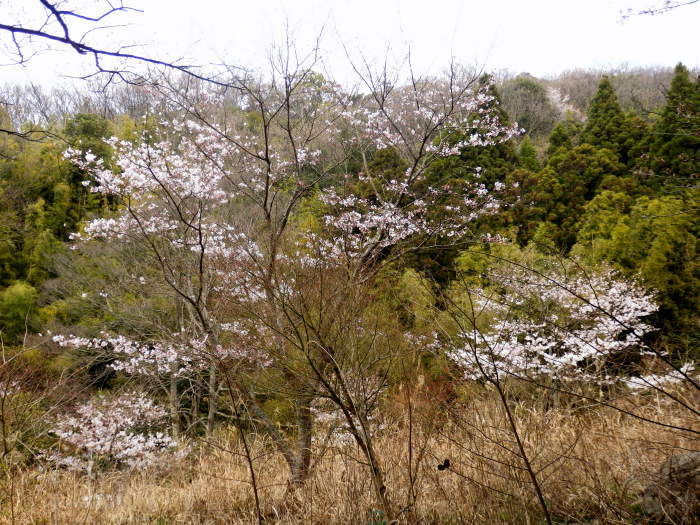 金ヶ燈篭山(531.9m)・城山(592.8m)_f0219710_11110891.jpg