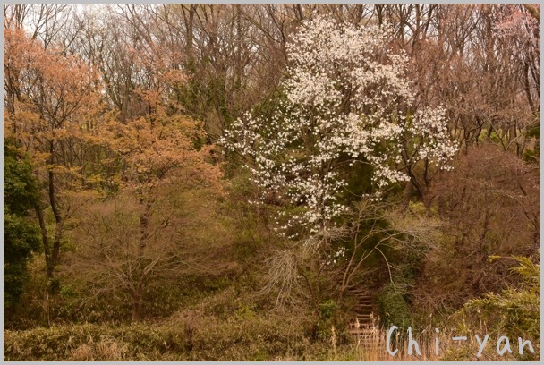 薄色の春「舞岡公園」_e0219011_12491825.jpg