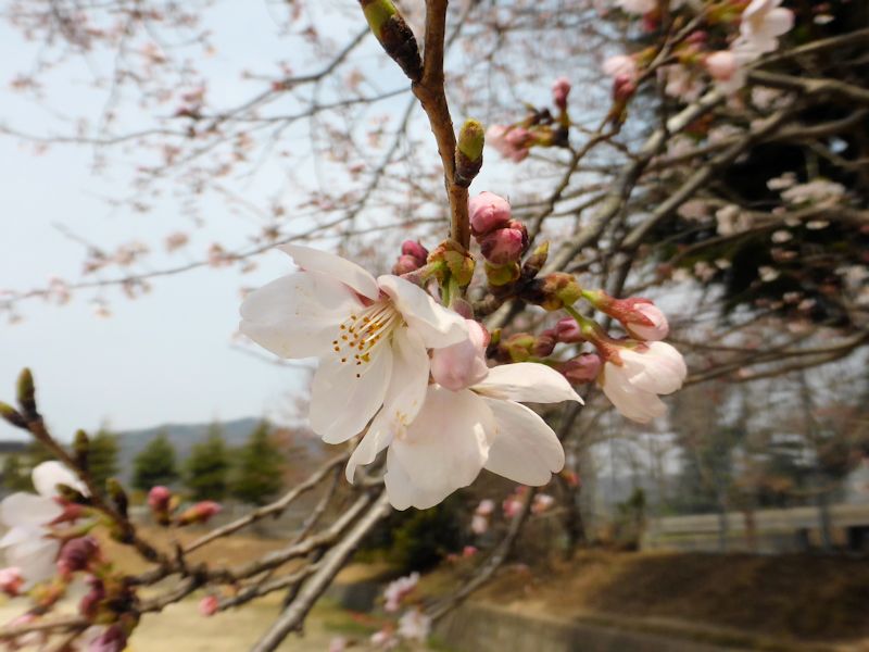 校庭の桜_b0057612_21405386.jpg