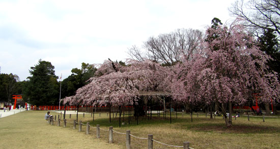 16桜だより19　上賀茂神社　御所ざくら_e0048413_21383670.jpg