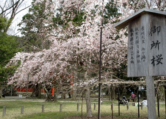 16桜だより19　上賀茂神社　御所ざくら_e0048413_21385655.jpg