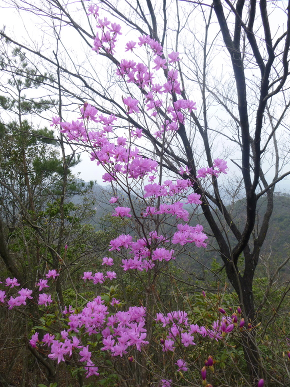 見ごろを迎えた花々　明王山 _d0170615_22421711.jpg