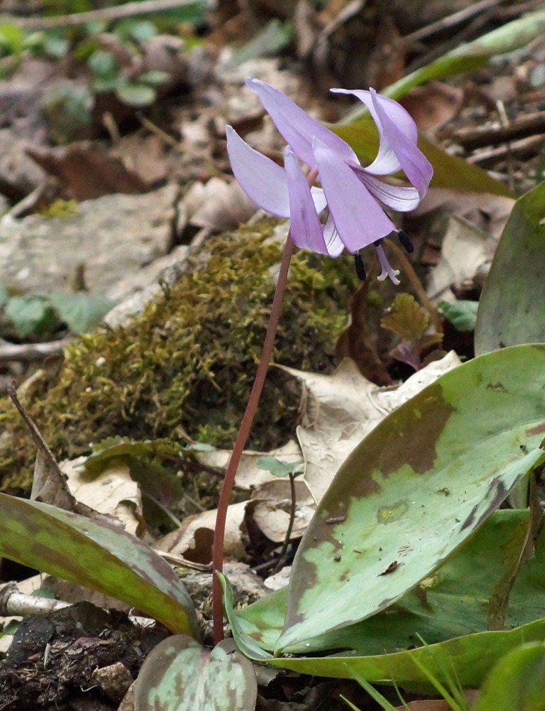 カタクリの花・・・_c0042418_8192947.jpg