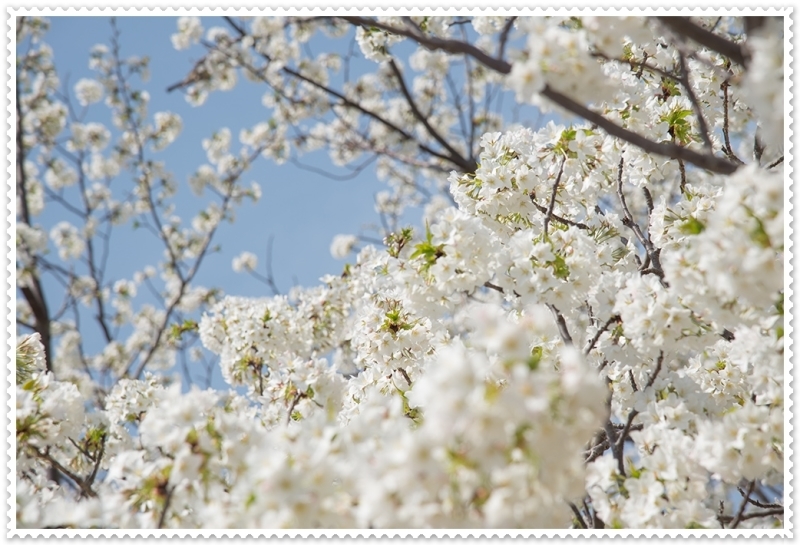 お花見、してきました♪_d0231918_22110392.jpg