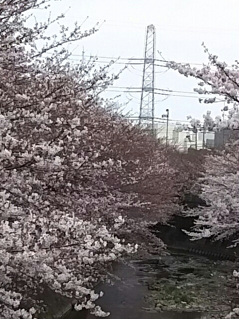 桜が咲いた_f0235318_00170643.jpg