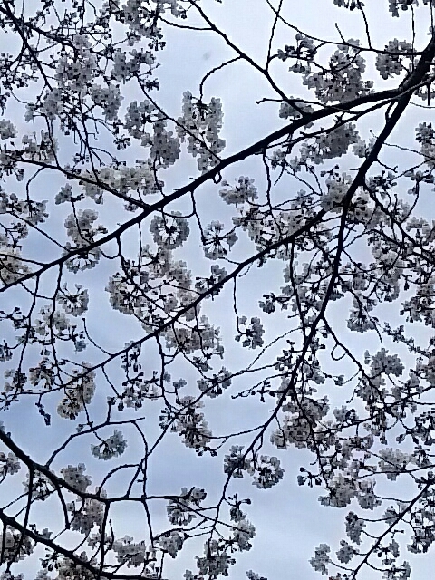 桜が咲いた_f0235318_00171170.jpg