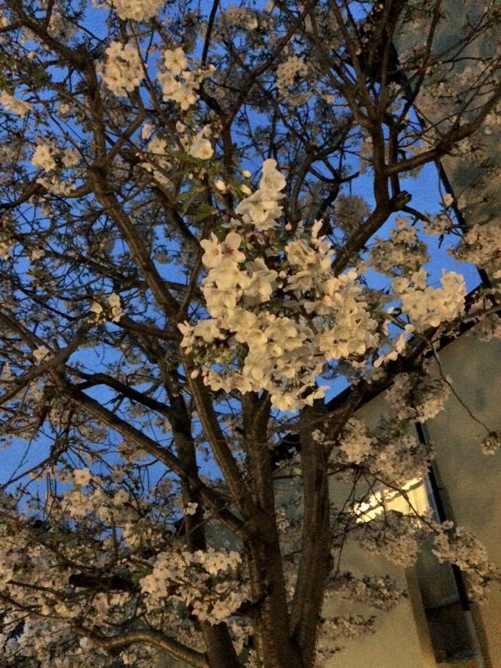 e0172219_00142902.jpeg