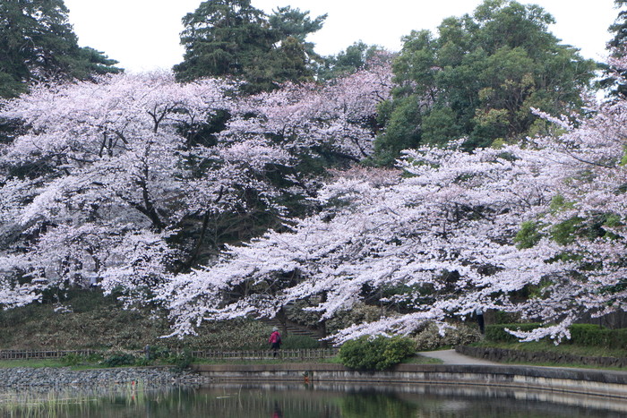 大宮公園の桜　_d0150720_16381383.jpg