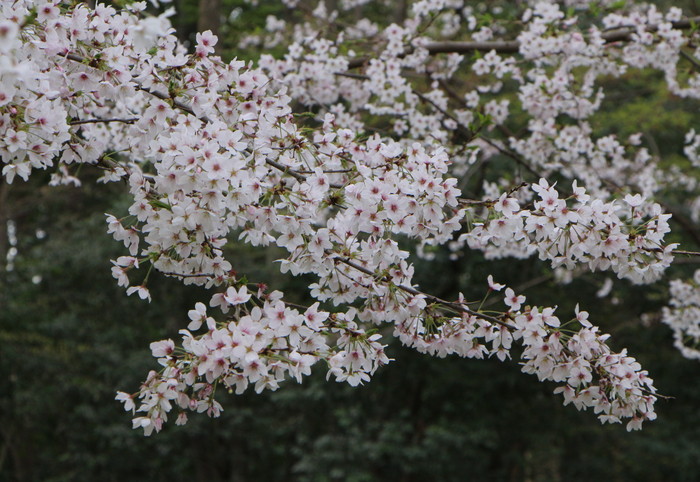 大宮公園の桜　_d0150720_1640164.jpg