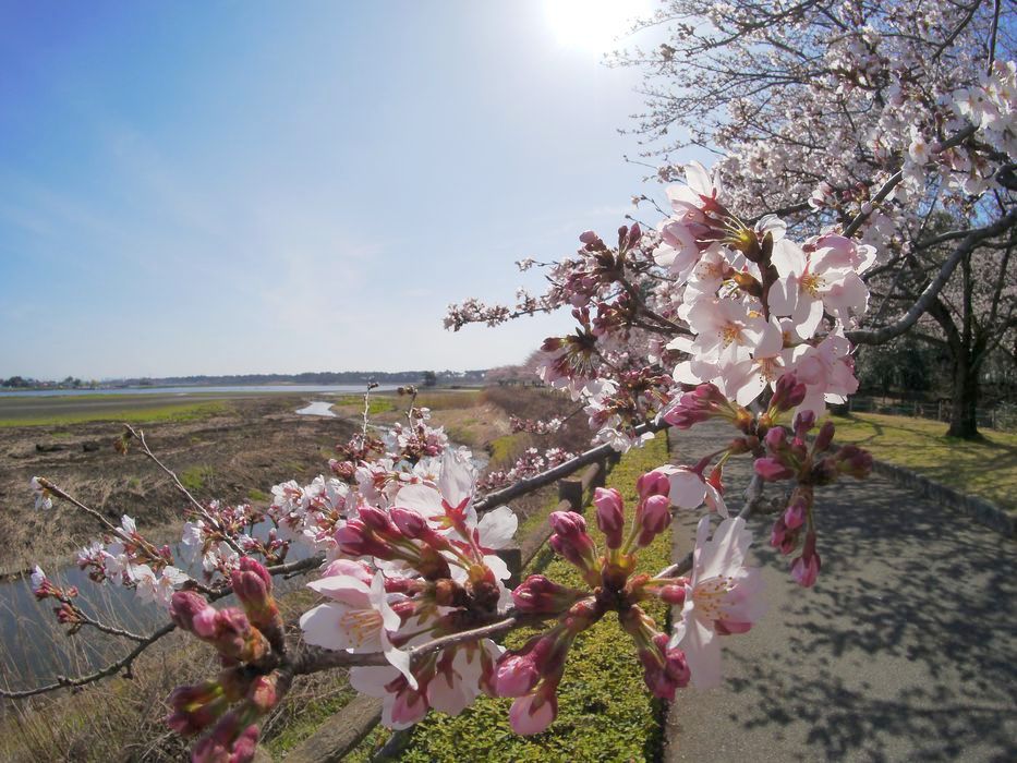 鯉が空を飛ぶ！？　そして桜♪_a0031821_15425266.jpg