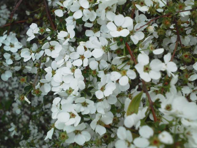  ●久々の朝ジョグしつつの花見…柳瀬川回廊の花々_a0268821_19265072.jpg