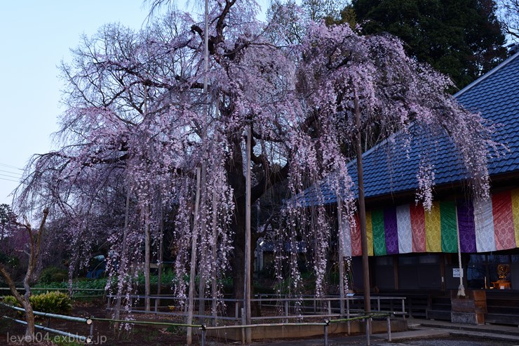 慈眼寺 ～枝垂れ桜～_d0319222_21151238.jpg