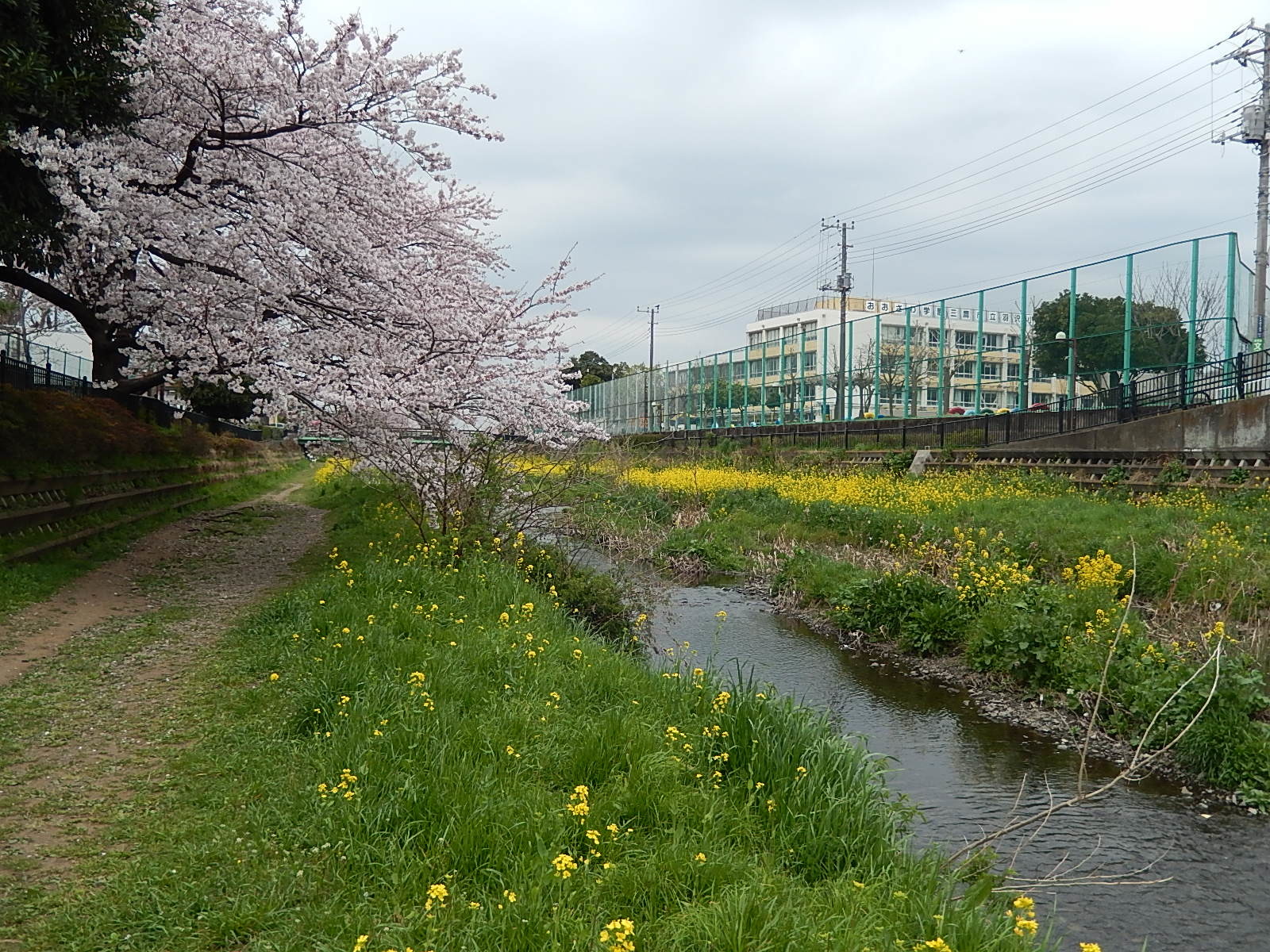 野川の桜_d0000324_14523193.jpg