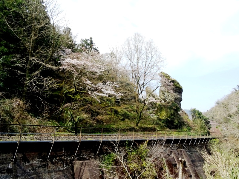 双岩村：夫婦岩(みょうといわ)の桜_f0213825_15324625.jpg