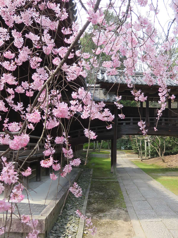 ぶらり京都-105 [向日神社・春の参道]_d0352628_13361316.jpg