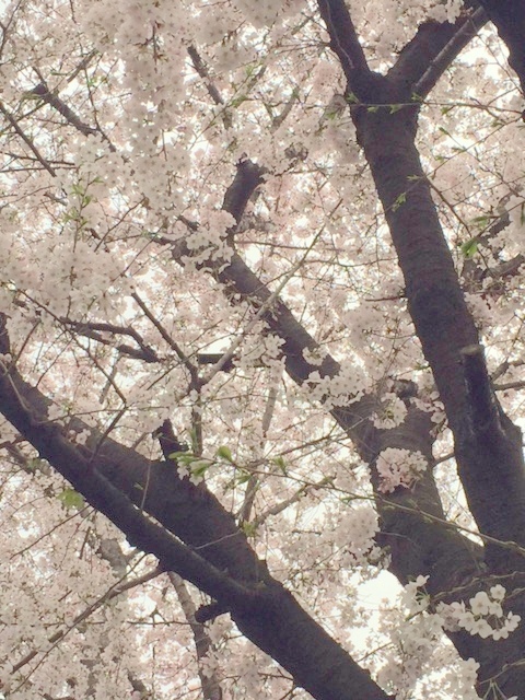 目黒川の桜と定休日のおしらせ_f0234628_15221008.jpg