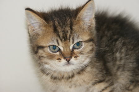 とても珍しい猫種 ナポレオンが限定価格で販売中 ペット宮城 仙台市 角田市 登米市 宮城 仙台ペットショップ鈴花 とても珍しい猫種 ナポレオンが限定価格で販売中 ペット宮城 仙台市 角田市 登米市 宮城 仙台ペットショップ鈴花
