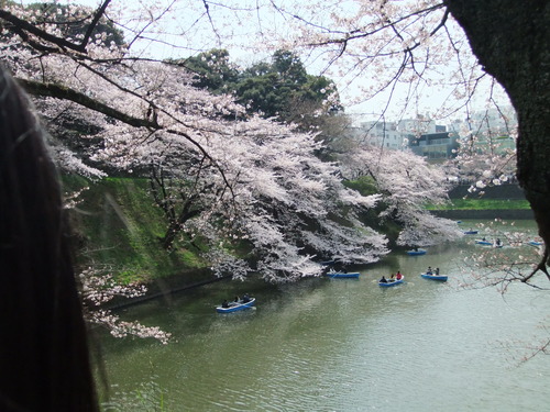 桜.桜の江戸の城下町..後編_b0137932_21112124.jpg