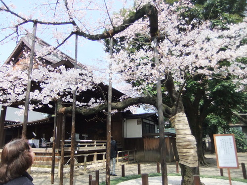 桜.桜の江戸の城下町..後編_b0137932_2118334.jpg