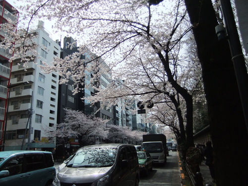 桜.桜の江戸の城下町..後編_b0137932_21183650.jpg