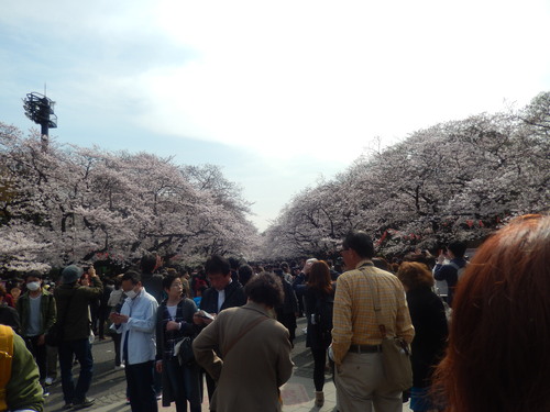 桜.桜の江戸の城下町..後編_b0137932_21214119.jpg