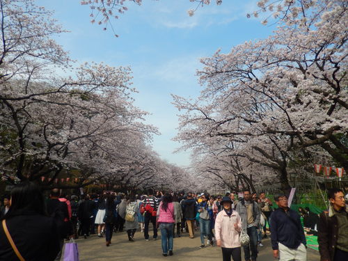 桜.桜の江戸の城下町..後編_b0137932_21223286.jpg