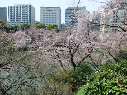 桜.桜の江戸の城下町..後編_b0137932_2124755.jpg