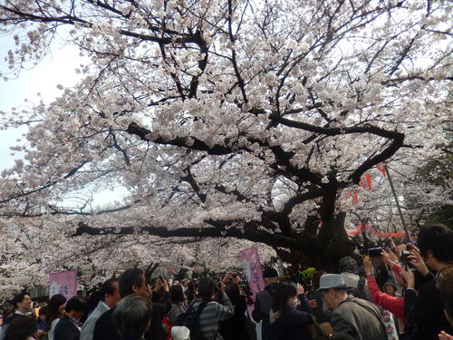 桜.桜の江戸の城下町..後編_b0137932_21275625.jpg