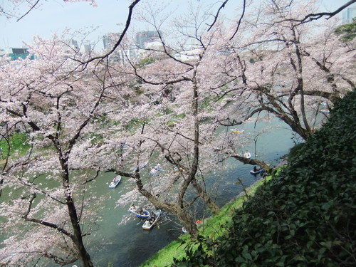 桜.桜の江戸の城下町..後編_b0137932_2141227.jpg