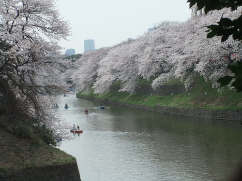 桜.桜の江戸の城下町..後編_b0137932_22324584.jpg