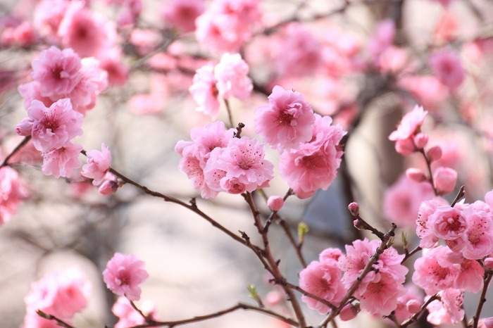 枝垂れ桜の久遠寺・２_f0327034_09503715.jpg