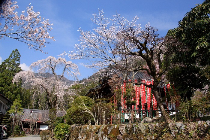 枝垂れ桜の久遠寺・２_f0327034_09504457.jpg